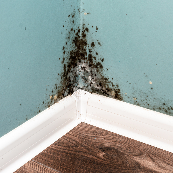 mold issues, University Painters